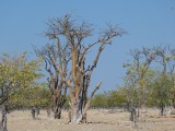 Etosha