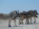 zebra's