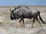 Wildebeest