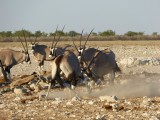 Oryx in actie