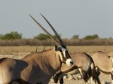 Oryxen