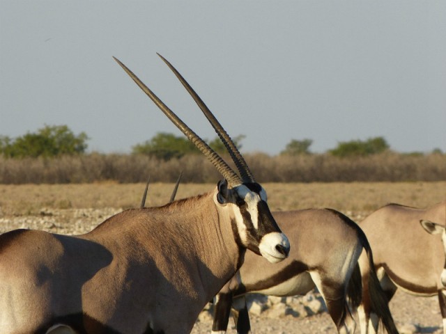 Oryxen