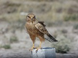 Roofvogel