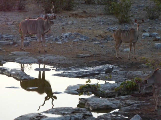 Kudu