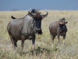 Wildebeest