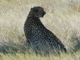 Cheeta