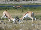 Springbokjes