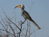 Hornbill