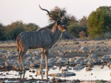 Kudu