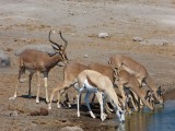 Impala