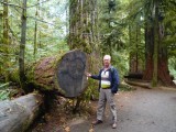 Een van de afgezaagde bomen na een storm