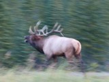 Brullende Elk