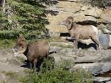 Big horned sheep bij waterval