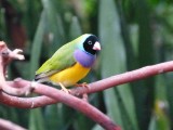 Bloedel cons. tropische vogel