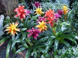 Bloedel cons. in kas