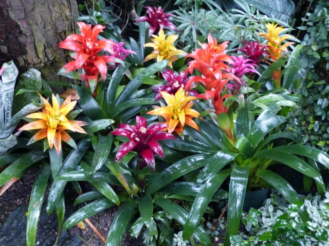 Bloedel cons. in kas