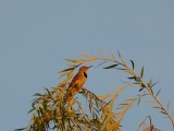 Northern flicker