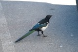 Blackbilled magpie