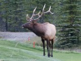 Elk