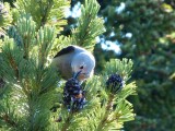 Clarks nutcracker