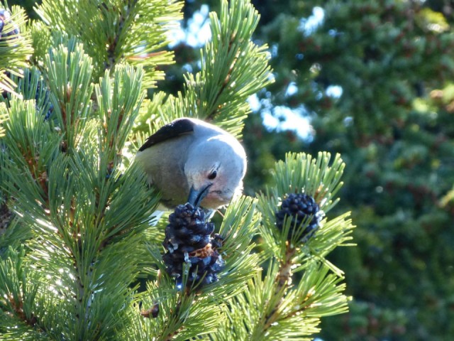 Clarks nutcracker