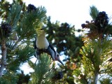 Clarks nutcracker