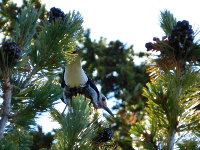 Clarks nutcracker