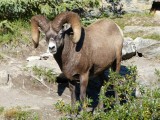 Bighorned sheep