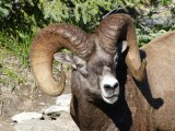 Big horned sheep