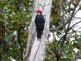woodpecker (42cm!)