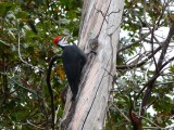 Pileated woodpecker