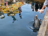 zeehond