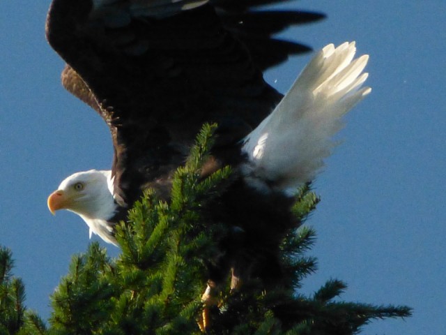 Bald eagle