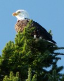 Bald eagle