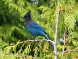 Stellers Jay