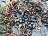 mosselen en kelp