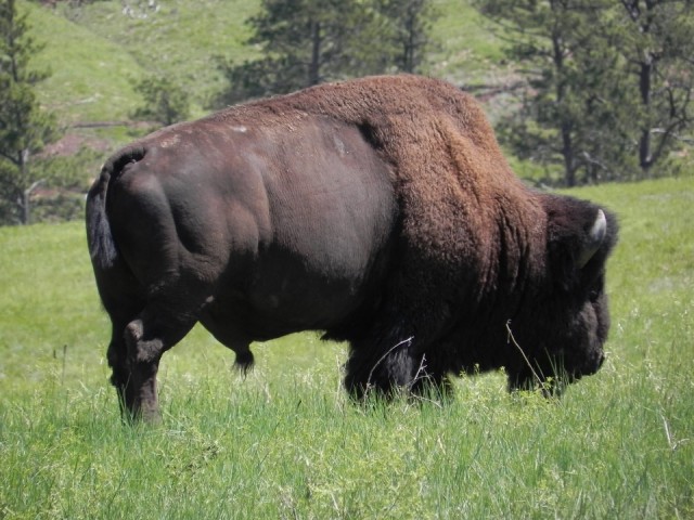 Bison