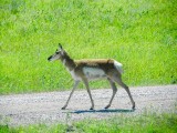 Pronghorn antilope