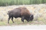 Bison