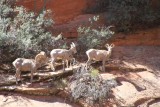 05 - Big Horn Sheap