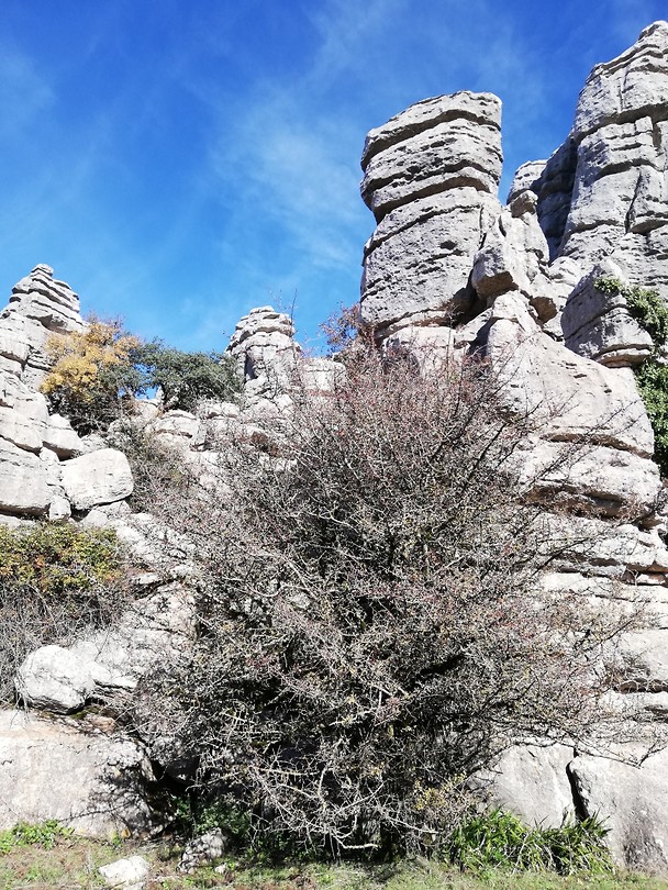 Torcal