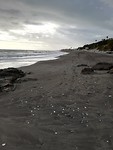 Torrox