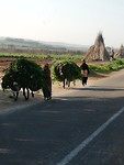 ezeltjes langs de weg