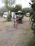 Paard en wagen