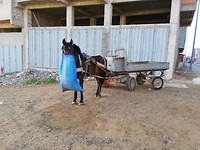 Paard en wagen