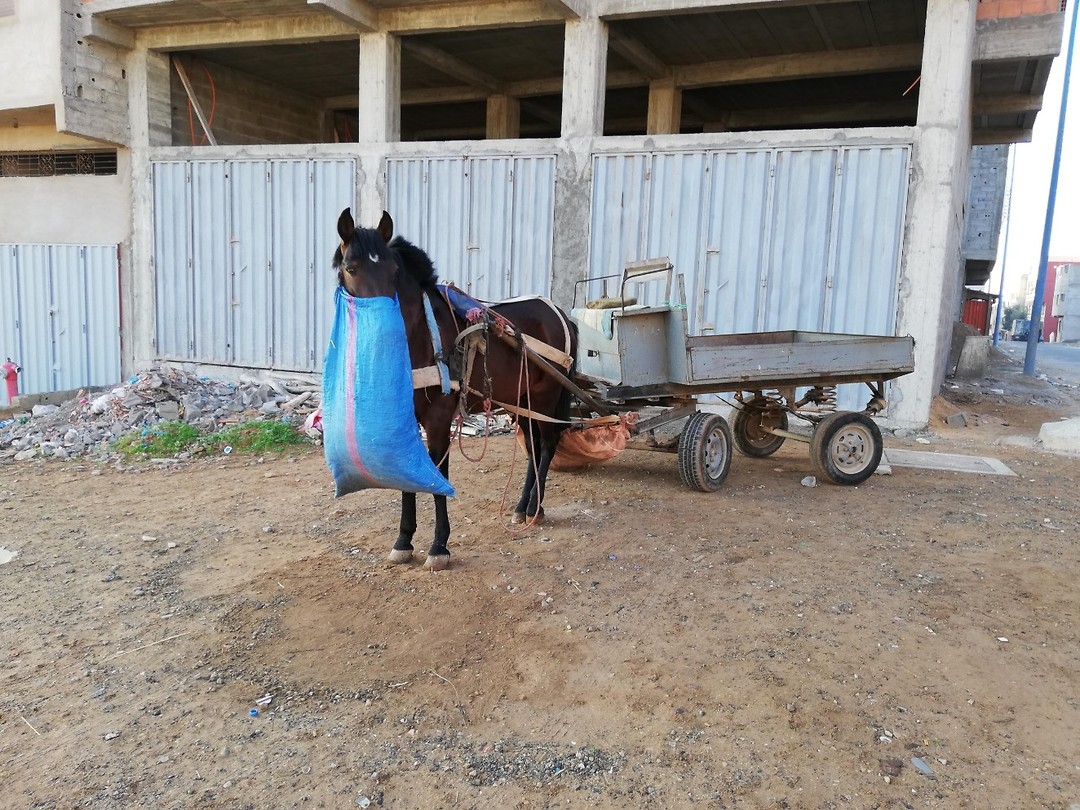 Paard en wagen