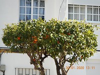 San Roque