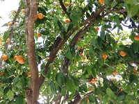 Sinaasappelboom