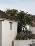 Sinaasappelboom