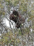 Kleine papagaaien